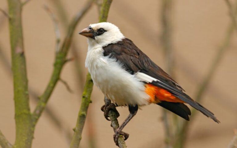 Birdwatching in South Africa Buffalo Weaver Bird. One of the small 5 animals.