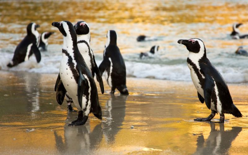 Penguins on a f amily-friendly vacation in South Africa