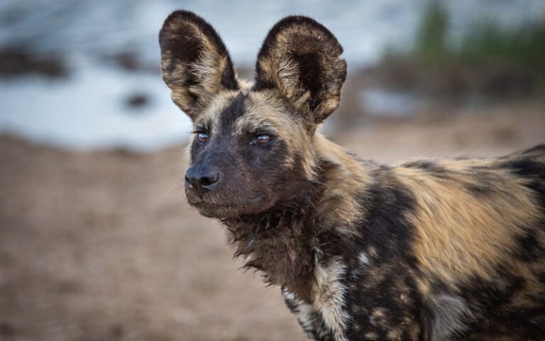 An endangered African wild dog standing alert in its natural habitat in South Africa. Conservation Challenges in South Africa threaten the survival of this rare species.