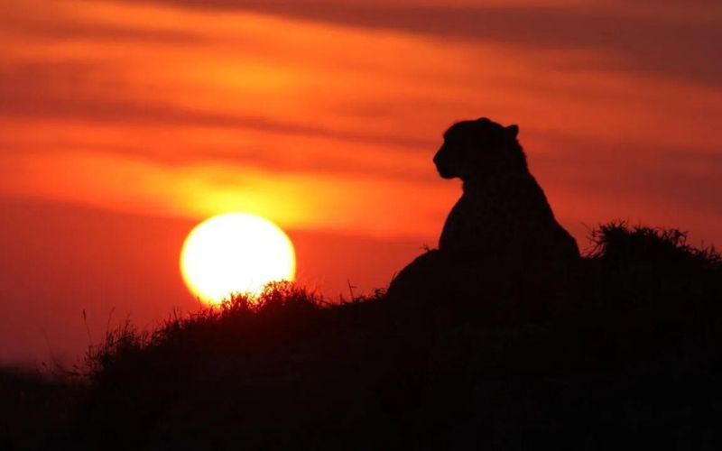 Big 5 game reserves- a leopard at sunset.