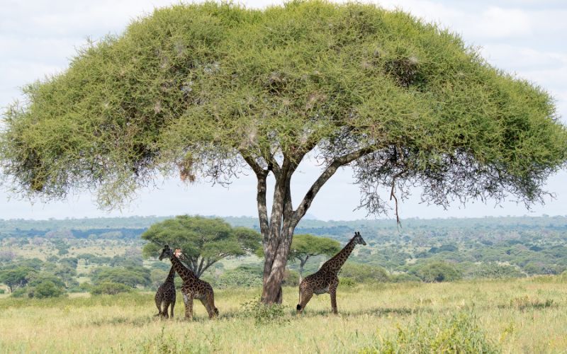 Top 10 game reserves where game sighting are epic.