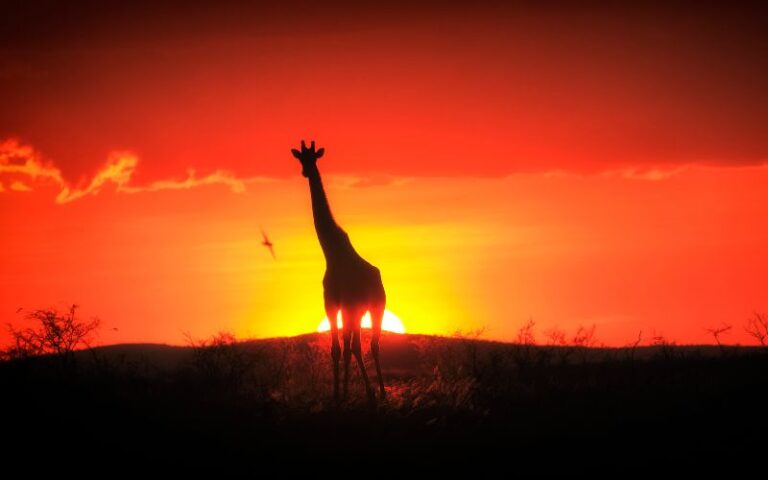 Seeing a giraffe in the Savannah. A definate best safari in South Africa.