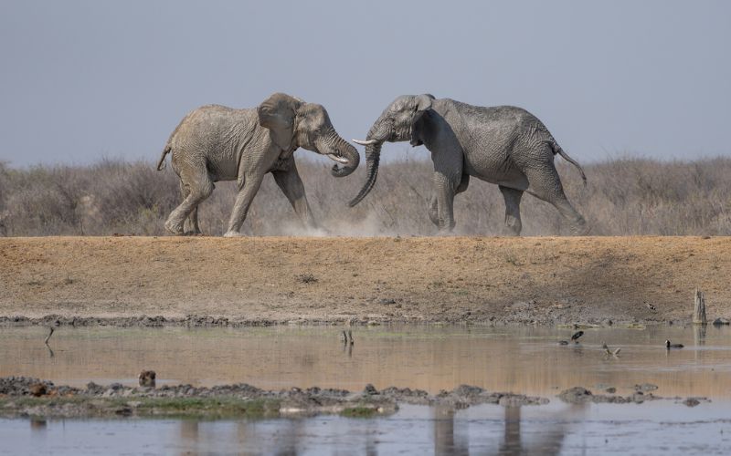 Two elephants sparring near a waterhole, symbolising the wildlife encounters travellers compare when choosing Kruger vs Serengeti safaris.