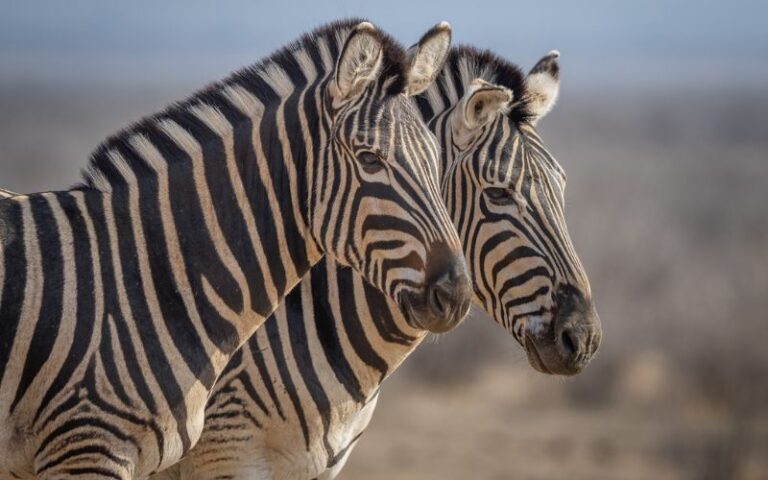 South Africa Wildlife Reserves house a variety of animals, including ebra.