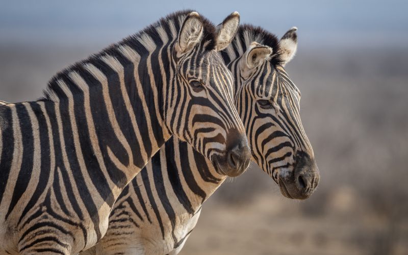 South Africa Wildlife Reserves house a variety of animals, including ebra.