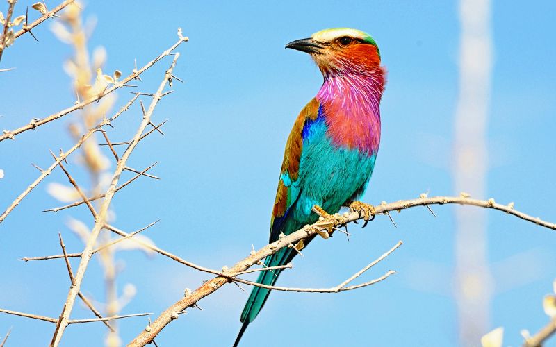 The lilac-breasted roller, found in Madikwe Game reserve, South Africa. 