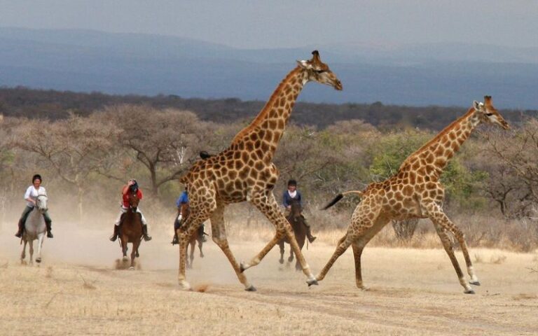 Safari horseback riding in South Africa where you ride among the giraffes