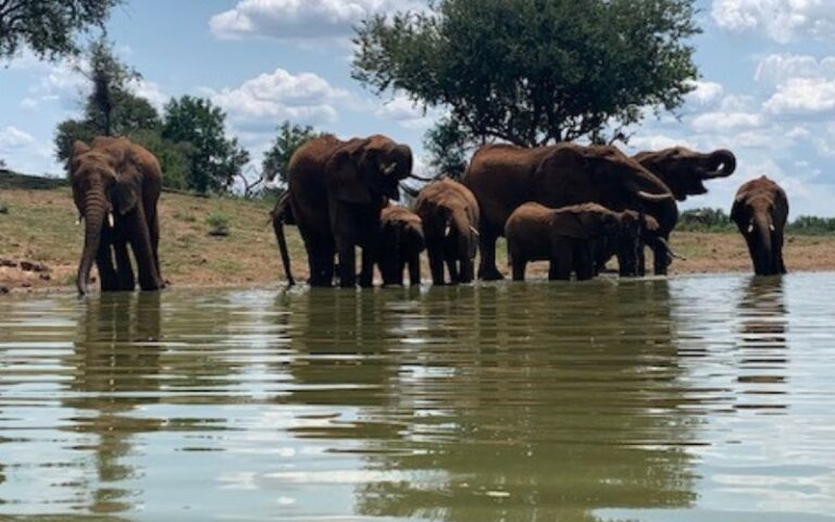 Ethical photo safaris consider animal welfare. We are photographing the elephants from a hide, keeping a respectful distance from the animals.