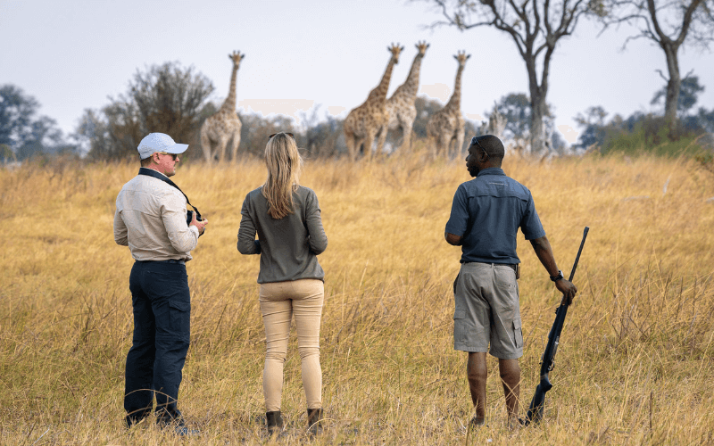 Guided walking safari with travellers observing giraffes in the wilderness, showcasing immersive experiences shaping luxury safari trends.