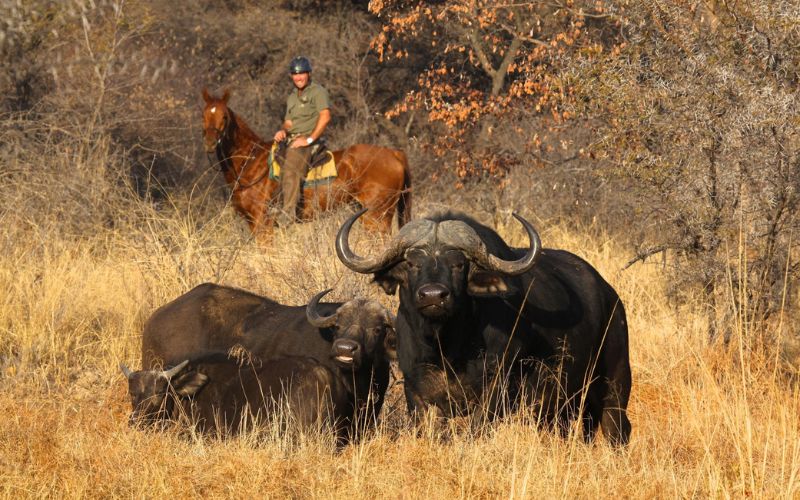 Family Horseback Safari where you watch the game from your horse