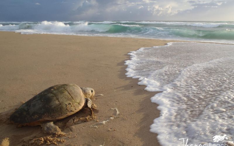 Sustainable Tourism South Africa- protecting South Africas beaches and wildlife