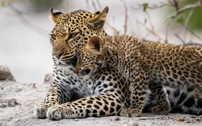 Two leopards as part Big 5 in Botswana