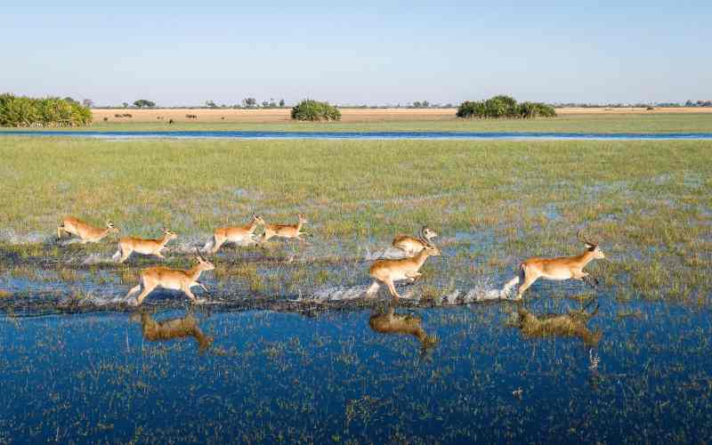 Red lechwe antelope running through the floodplains of Botswana’s Okavango Delta during a safari.