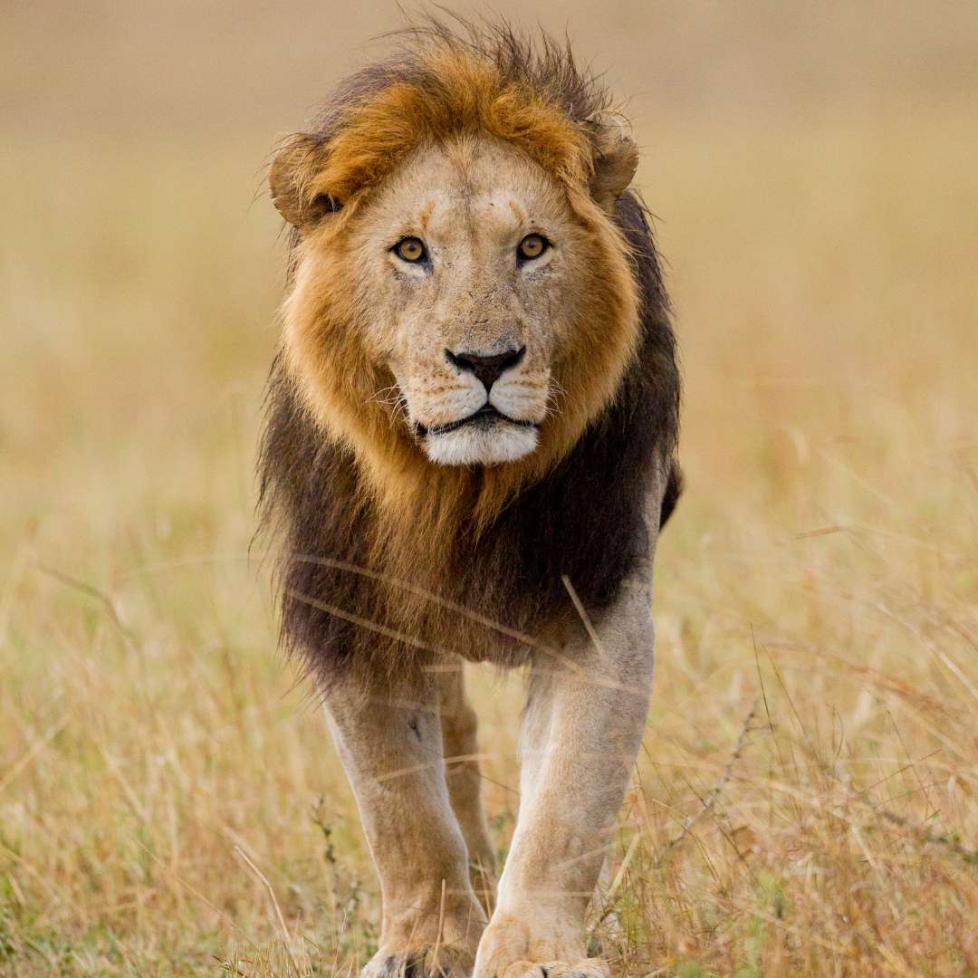 Male lion walking through golden grass in Thornybush Game Reserve, Greater Kruger