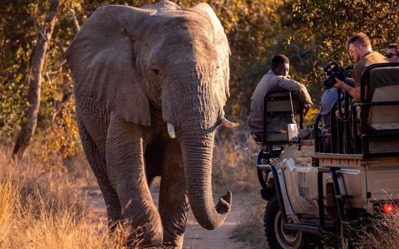 Elephant walking past a safari vehicle on a game drive at Kapama River Lodge in the Greater Kruger
