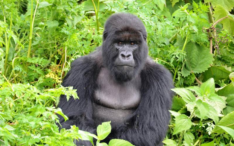 Mountain gorilla in the forest during a gorilla trekking safari in Rwanda.